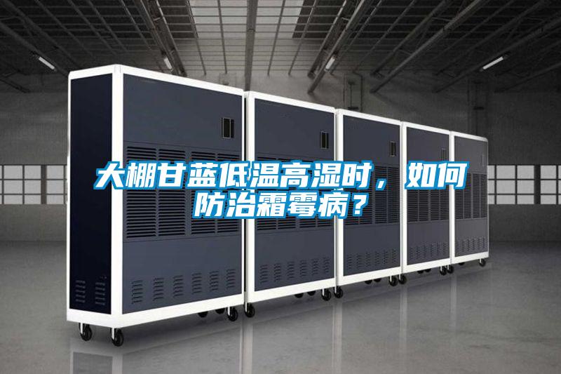 大棚甘藍(lán)低溫高濕時(shí),如何防治霜霉病?